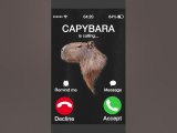 Would you answer Capybara? YES you always answer Capybara #capybara #capybaratiktok #capybaramemes