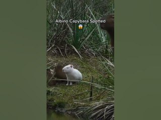 capybara #albino #albinocapybara #capybaratiktok