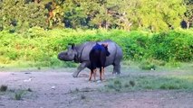 Incredible! Courageous Gaur Fights To Survive Tiger's Scary Hunt - Battle for Survival - Animals World