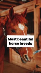 beautiful horse breeds