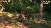 45 Horror Moments Tiger Hunting Gives You Chills - Wildlife Moments