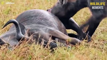 45 Epic Moments Hunting Prey In The Great Migration @swagwildlifemoments