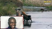 45 Craziest Moments Hyena Eating Animals Alive @swagwildlifemoments