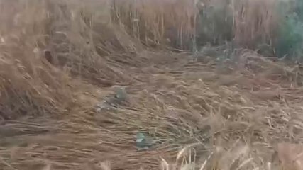 सिवान: बेमौसम बारिश से कई एकड़ गेहूं की फसल बर्बाद, किसान चिंतित
