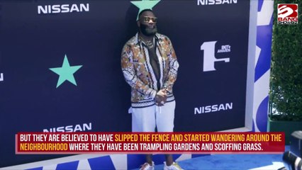 Rick Ross' pet buffaloes escape from his estate