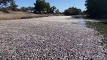 Milhões de peixes aparecem mortos durante onda de calor na Austrália