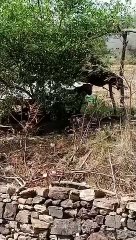 नीमच में तेंदुआ लाइव थिर्लर... बुजुर्ग नहाने गया किया घायल