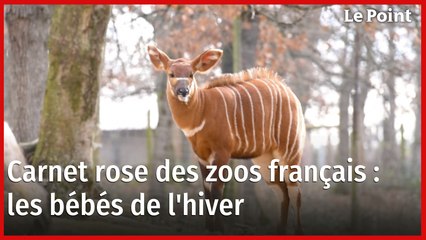 Le carnet rose des animaux de zoo