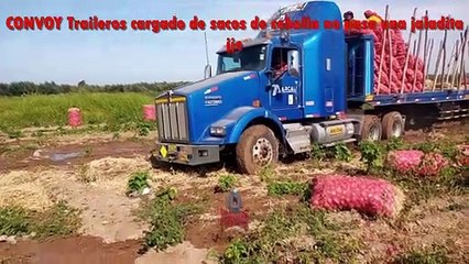 THE TRUCKER LOADED WITH SACKS OF ONIONS