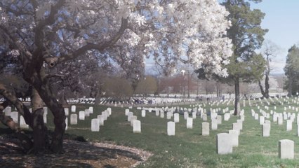 The Best Places To See Cherry Blossoms In Washington D C