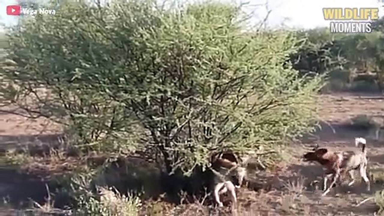 15 Epic Moments Wild Dogs Bully Hyenas Caught On Camera - Wildlife Moments