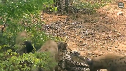 15 Epic Moments Of Hyena VS Leopard You Shouldn't Click On - Wild Animals World