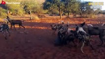 15 Dramatic Moments Wild Dogs Hunting In Water Caught On Camera - Wildlife Moments