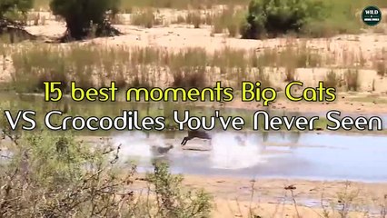 15 Craziest Big Cats VS Crocodiles Moments You've Never Seen - Wildlife Moments