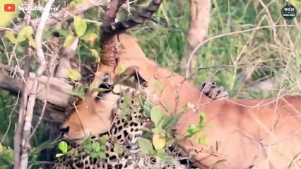 15 Brutal Wildlife Hunting Moments 2022 That Will Make You Panic - Wild Animals World