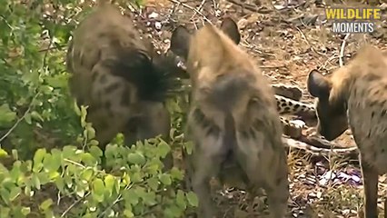 15 Brutal Moments HYENAS Hunt And Eat Everything - Wildlife Moments