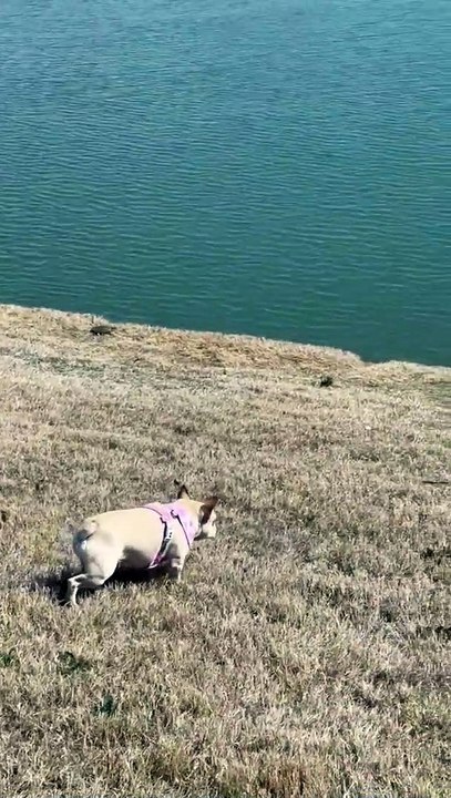 Stealthy Frenchie stalks ''unsuspecting'' turtles