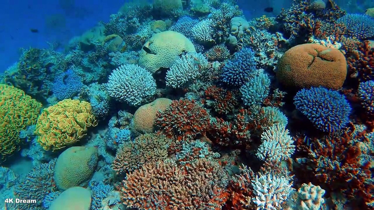 Life of sea सागर की ज़िन्दगी