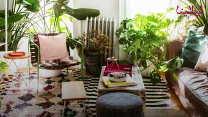 أنواع نباتات زينة يمكن زراعتها في المنزل فوائدها مذهلة