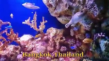 Under Water Sea life In Bangkok Thailand