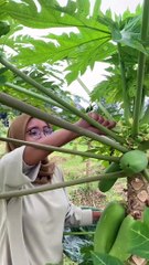 Sore nya masak daun pepaya