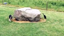 Quand un canard et un chien jouent à cache-cache