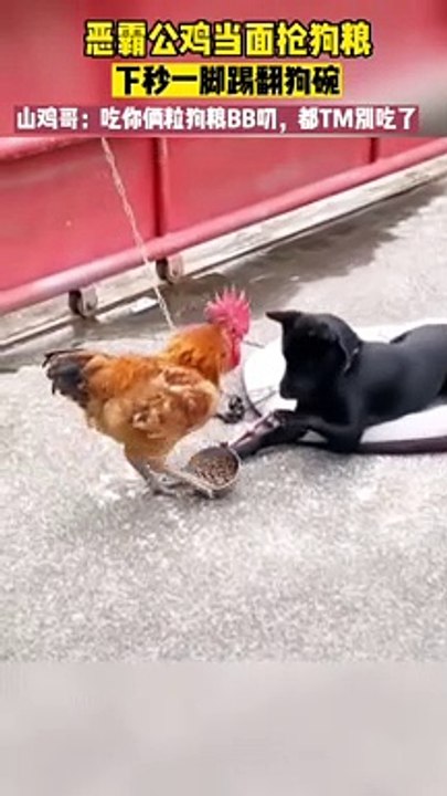 funnyyyyyyy video