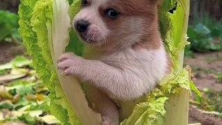 cute dog eating
