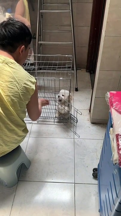 Cute dog