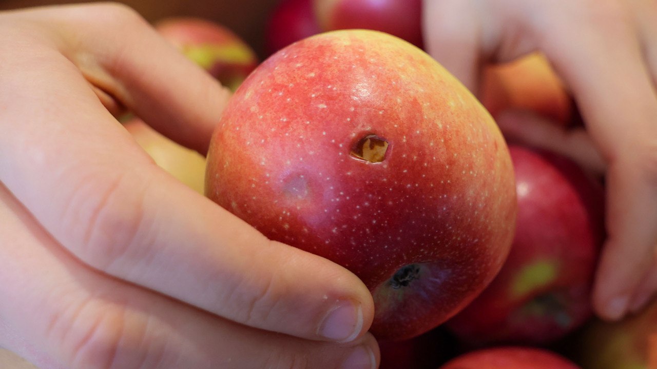 Upcycling Food Can Help Reduce Food Waste and Anyone Can Try It