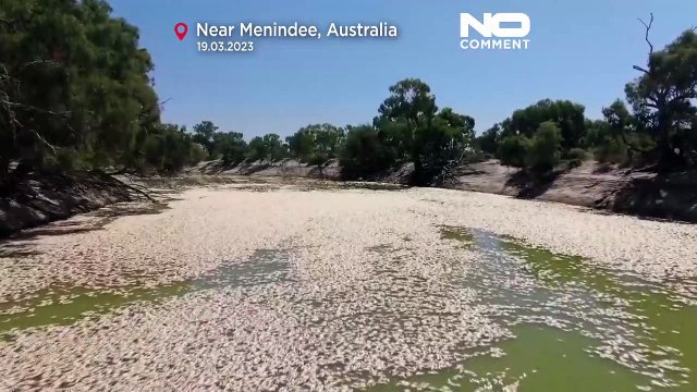 Αυστραλία: Εκατομμύρια νεκρά ψάρια μετά τις πλημμύρες και τον καύσωνα