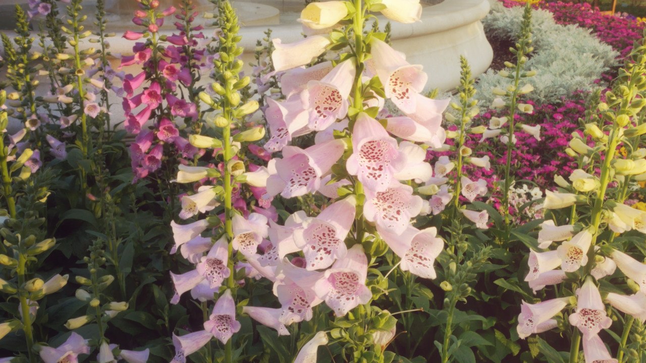 7 Spring Flowers That Will Add Instant Color to Your Garden