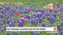 Americans are feeling worse allergy symptoms this year