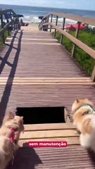 Médica cai em buraco de passarela sem manutenção na Praia Brava