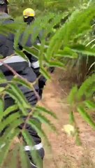 Cobra Píton que veio da Ásia causa medo e pânico em cidade mineira