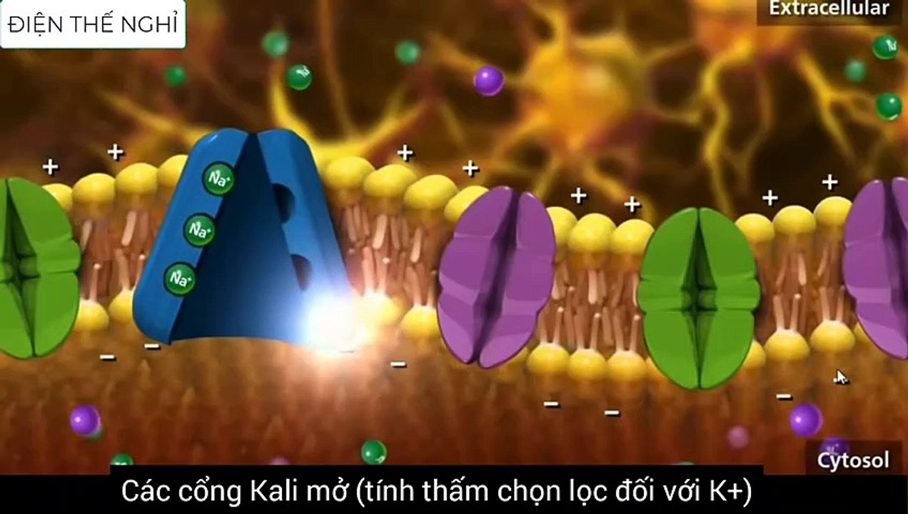 Minh họa - Điện thế nghỉ