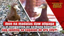 Ibon na madalas daw aligaga, nag-landing sa Cagayan de Oro City?! | Kapuso Mo, Jessica Soho