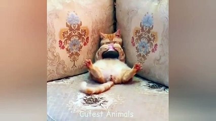 Funny cat videos | cute cats | Try not to laugh | Cat videos Compilation 2023