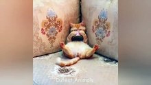 Funny cat videos | cute cats | Try not to laugh | Cat videos Compilation 2023