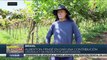 Brasil: Denuncian trabajo análogo a la esclavitud en zonas agrícolas de Rio Grande do Sul