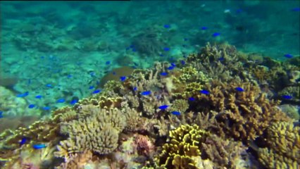 Torres Straits call on government to heed UN committee ruling