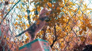 4K Quality Animal Footage - Cats and Kittens Beautiful Scenes - Viral Cat