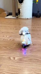 Funny animals complition part4 #cute cat