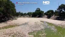 شاهد: نفوق وتعفن الملايين من الأسماك يؤدي إلى انسداد نهر في أستراليا