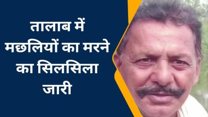 हमीरपुर: तालाब में गंदगी फैलने से सैकड़ो की संख्या में मरी मछलियां, बदबू से लोग हुए परेशान