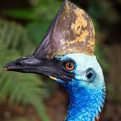 The Dinosaurs descended "Cassowaries"