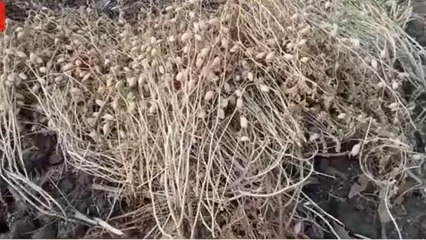 नर्मदापुरम: बारिश से फसलें हुई तबाह, किसानों को हुआ भारी नुकसान