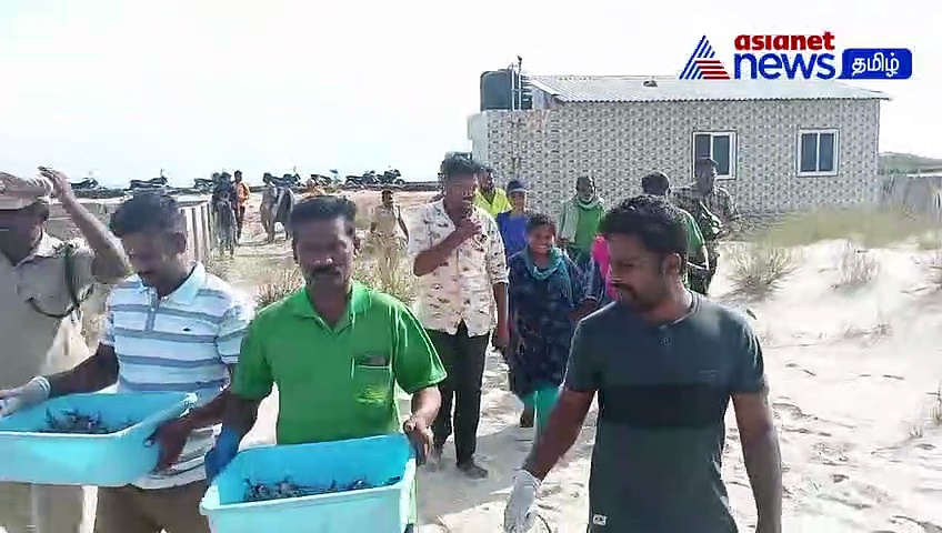 Watch : முதன் முறையாக கடலுக்குள் தத்தி தத்திச் சென்ற குட்டி குட்டி ஆமைகள்!