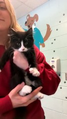 Kitten Says Hello To The Camera