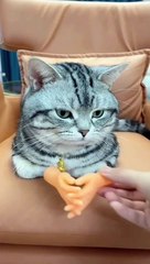 Funny cats in the world | funny pets video | cute kitty
